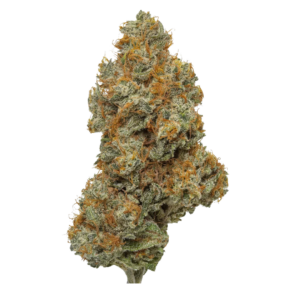 Northern Lights